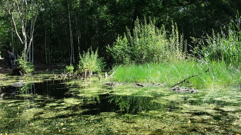 2014-08-Sortie pluridiscinaire au bois de Pinceloup